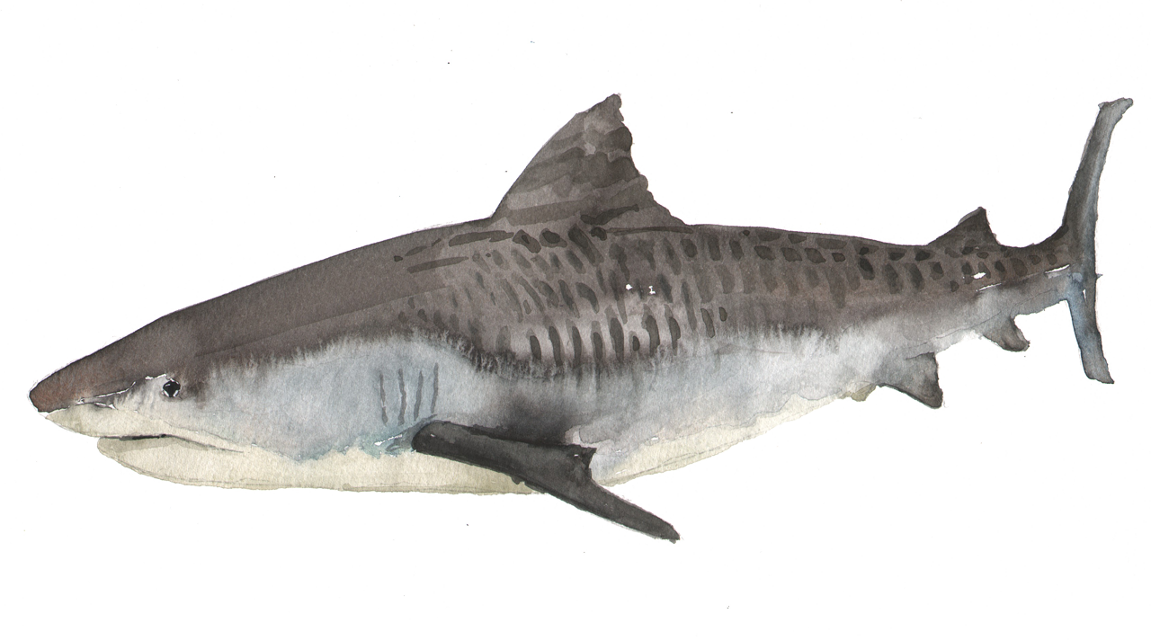 Keystone Species - Sharks